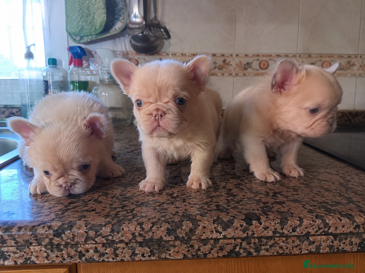 Bulldog Francés perros BULLDOG FRANCES FLUFFY - VALENCIA - ENTREGA  - Anuncio 2