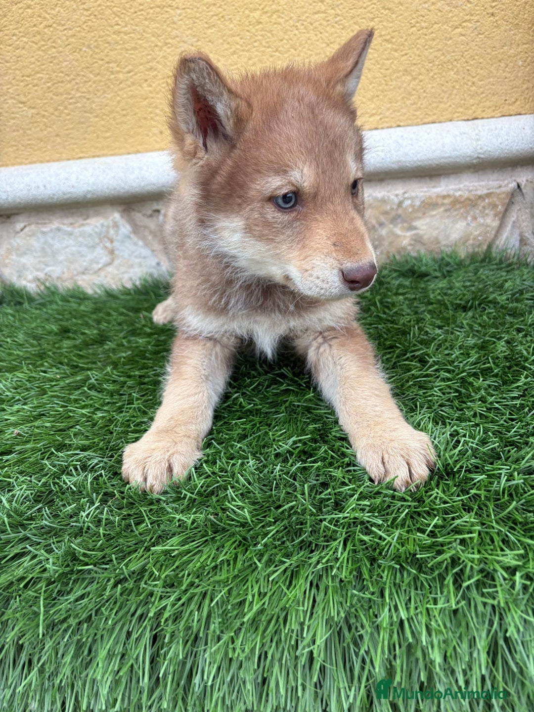 Perro Lobo de Saarloos perros en venta: Perro Lobo Iberico macho rojo  - Anuncio 9