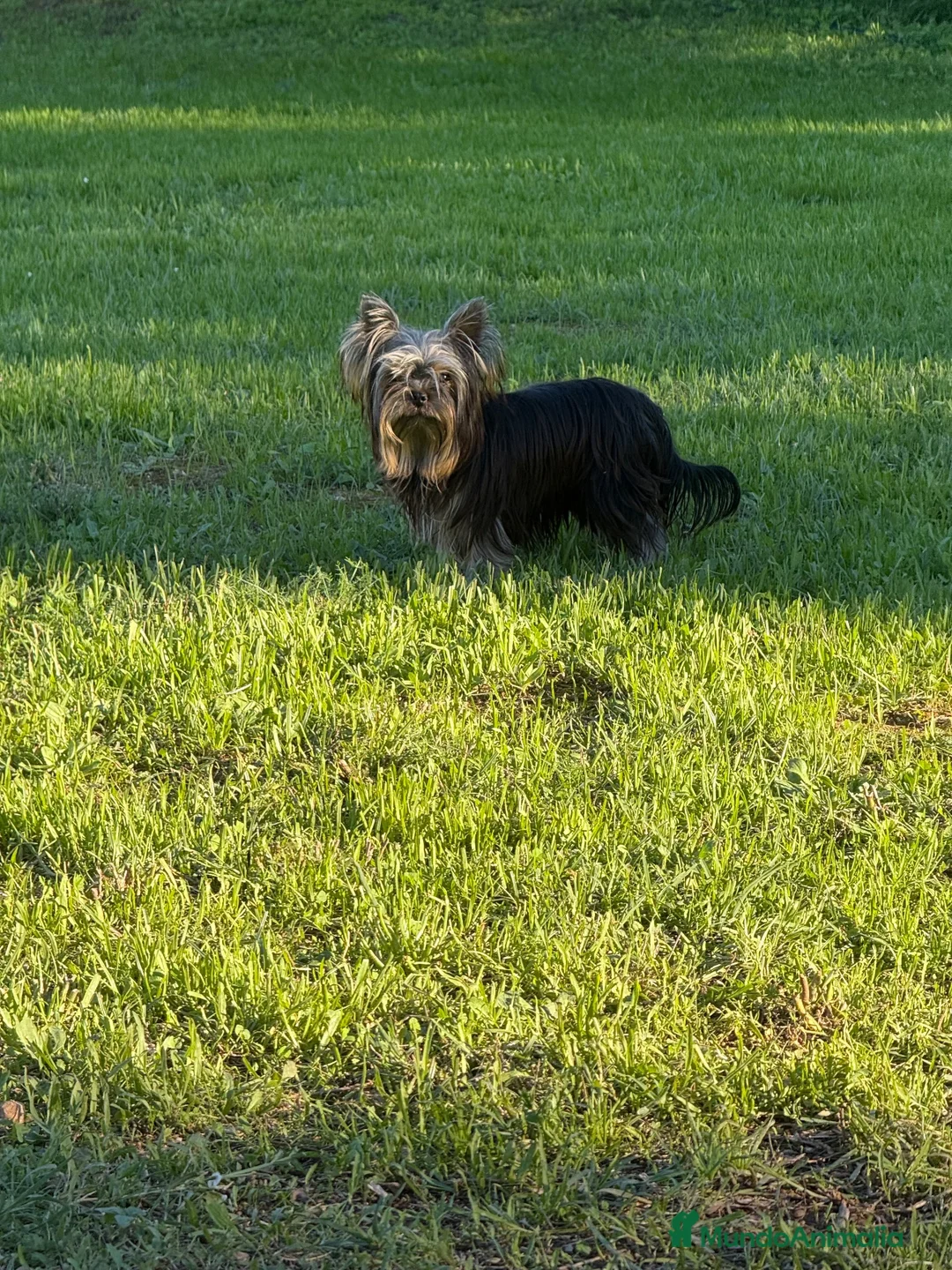 Yorkshire Terrier perros en venta: Un niño pequeño  - Anuncio 4