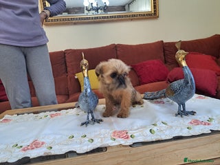 Grifón de Bruselas perros Griffon de bruselas - Anuncio 1