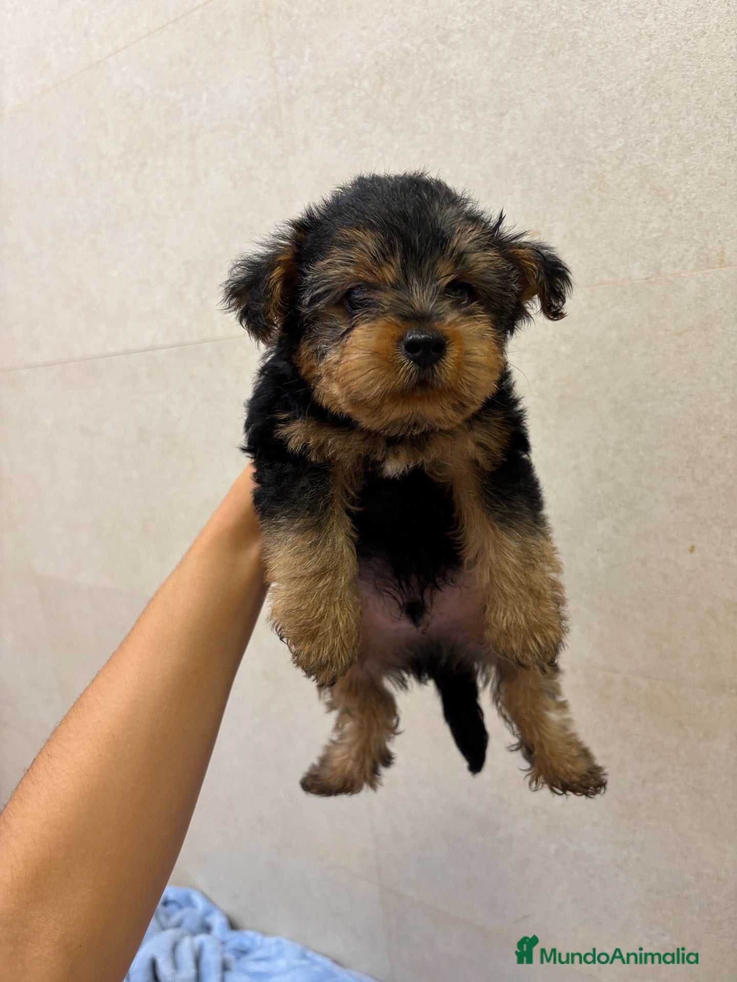 Yorkshire Terrier perros Yorkshire toy - Anuncio 4