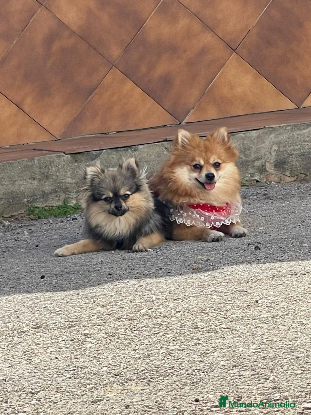 Pomerania perros en venta: Lulu de Pomeranias Micro Toy Toy Toyyy Calidad - Anuncio 2