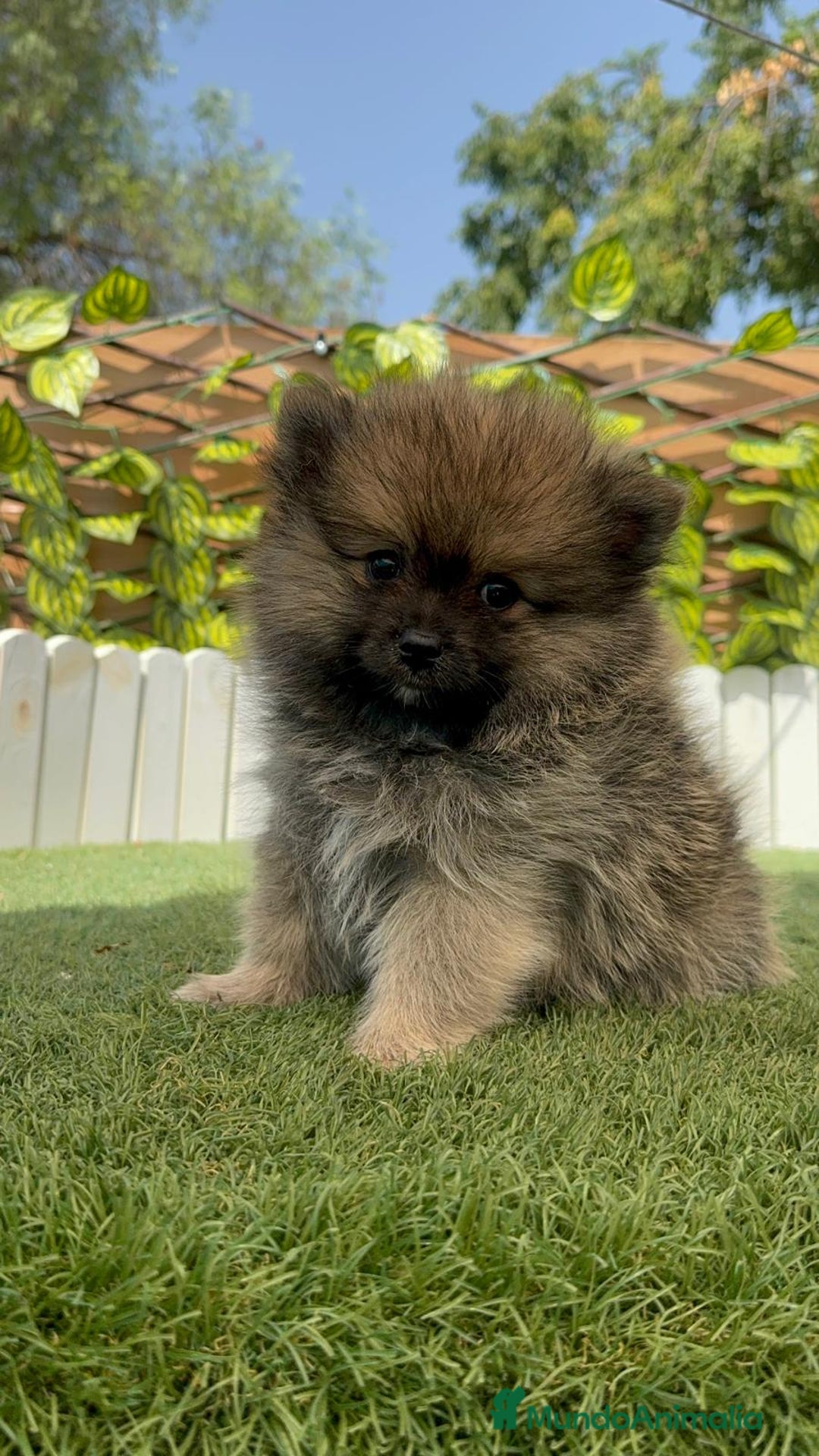 Pomerania perros en venta: POMERANIA MACHO - Imagen 7