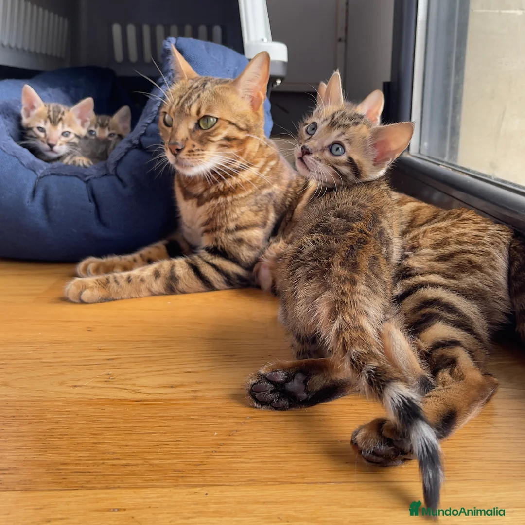 Bengalí gatos en venta: Camada Gato Bengalí - Alta Calidad - Anuncio 1