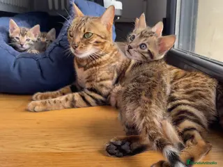 Bengalí gatos Camada Gato Bengalí - Alta Calidad - Anuncio 1
