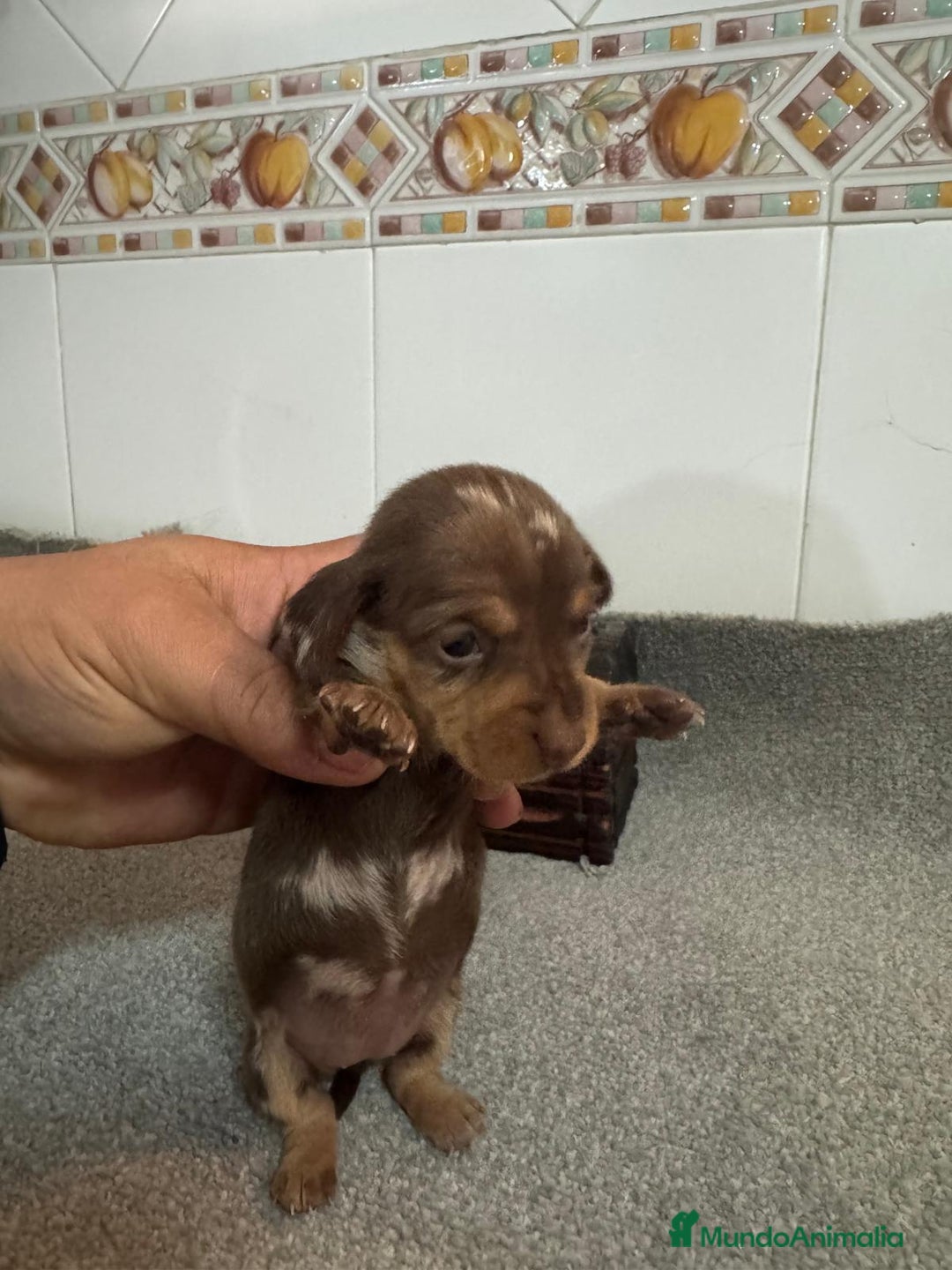 Teckel Miniatura perros en venta: Teckel Hembra kanichen - Anuncio 2