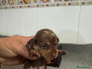 Teckel Miniatura perros Teckel Hembra kanichen - Anuncio 8