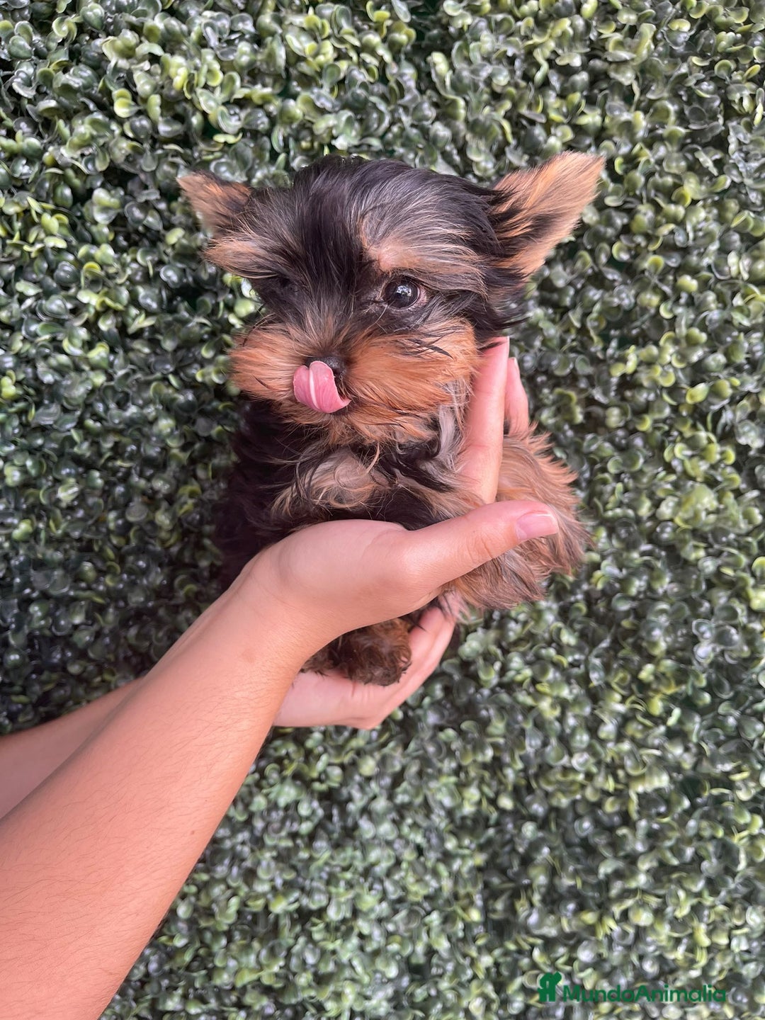 Yorkshire Terrier perros en venta: YORKSHIRE - Imagen 1