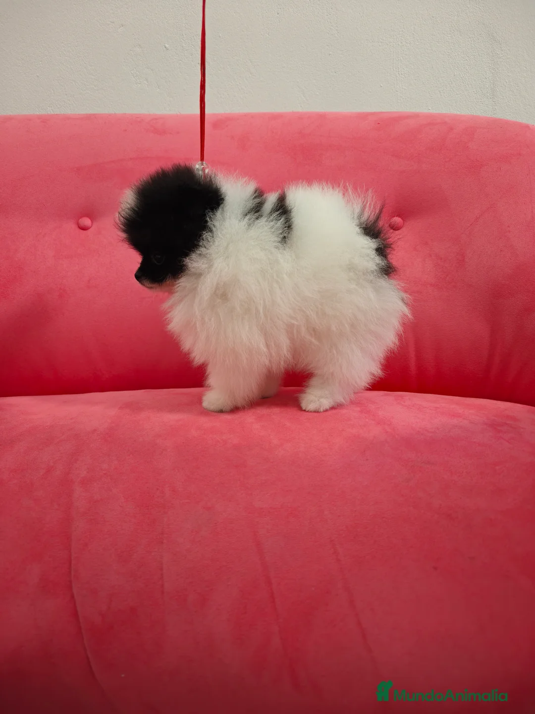 Pomerania perros en venta: Pomerania MINITOY Party Calidad!! - Anuncio 14