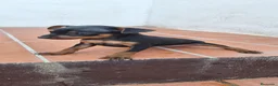 Pinscher Miniatura perros en venta: Pinscher negros fuego🐶🐾 en Badajoz - Anuncio 3