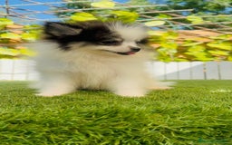 Pomerania perros en venta: POMERANIA HEMBRA ENVIOS A TODA ESPAÑA - Imagen 11
