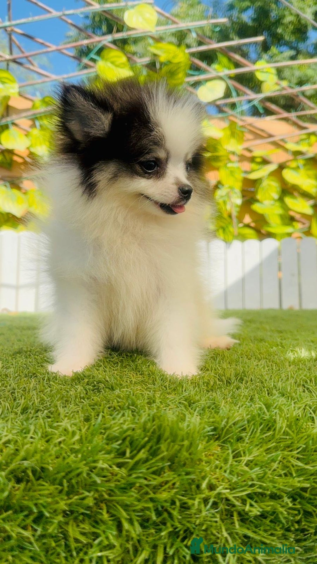 Pomerania perros en venta: POMERANIA HEMBRA ENVIOS A TODA ESPAÑA - Imagen 11