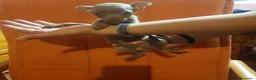 Ratón de Praga perros en venta: Cachorro de ratón de Praga  - Anuncio 9