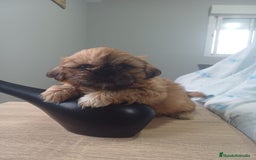 Shih Tzu perros en venta: Espectacular zhizu  - Anuncio 2
