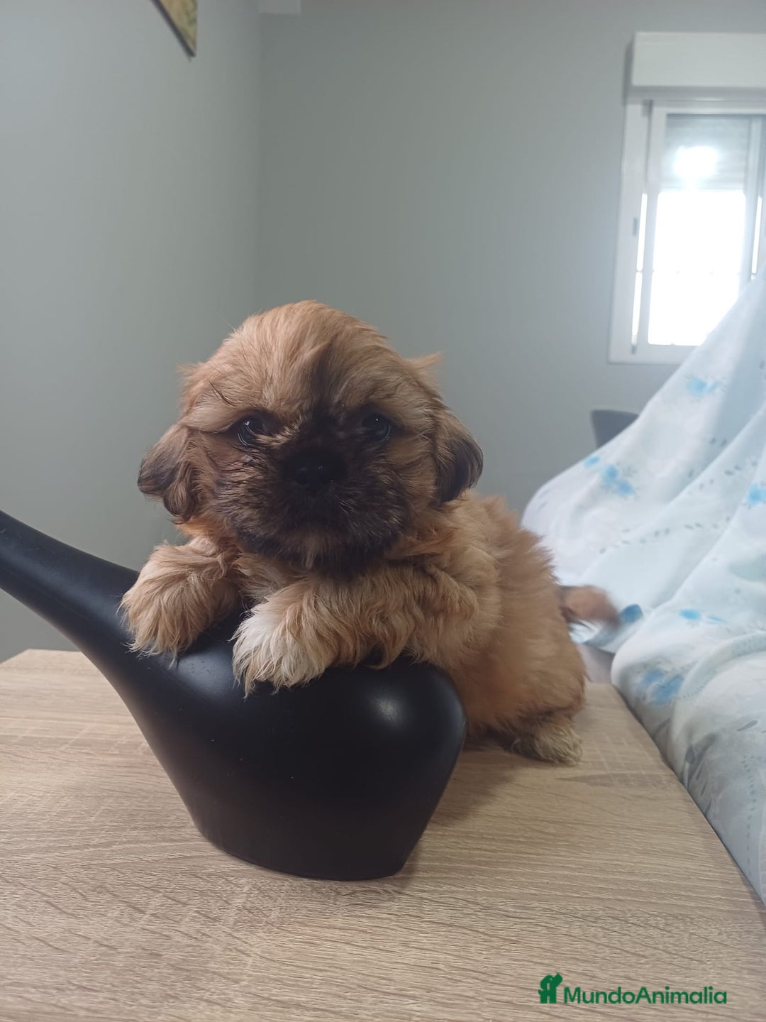 Shih Tzu perros en venta: Espectacular zhizu  - Anuncio 2