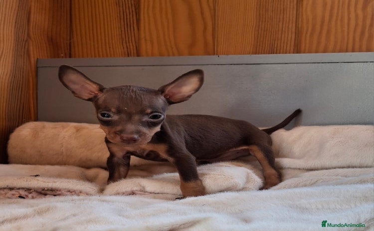 Pinscher Miniatura perros - Anuncio 5