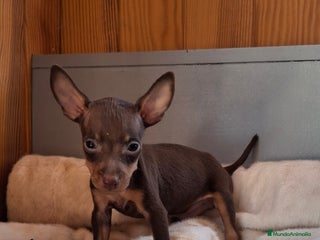 Pinscher Miniatura perros - Anuncio 2