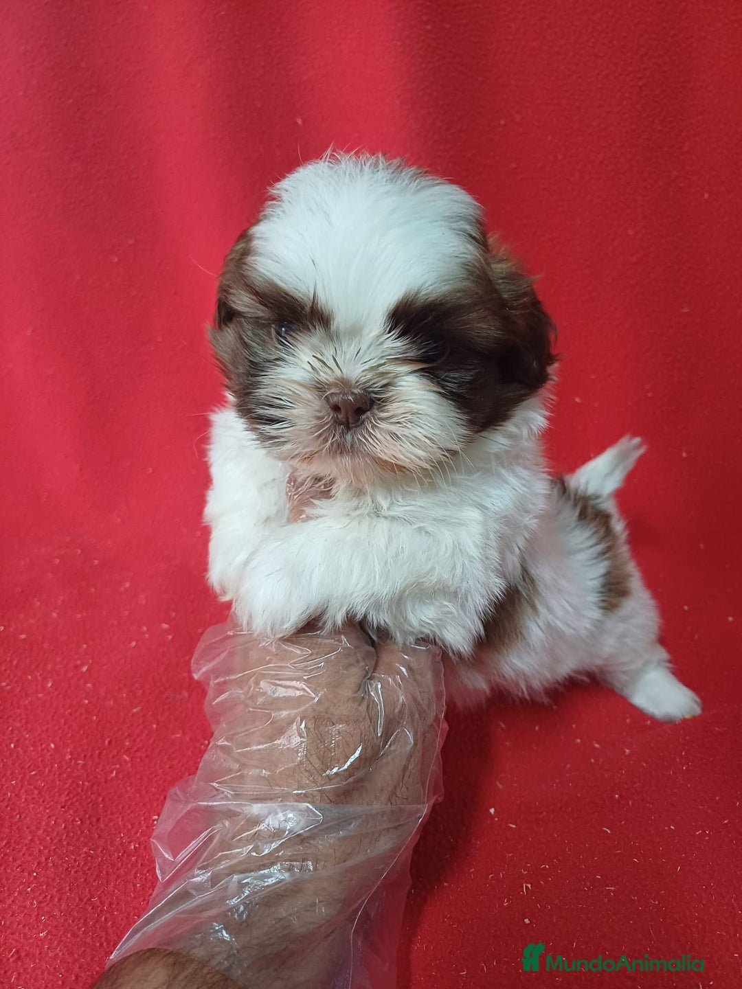 Shih Tzu perros en venta: Shihtzu - Imagen 1