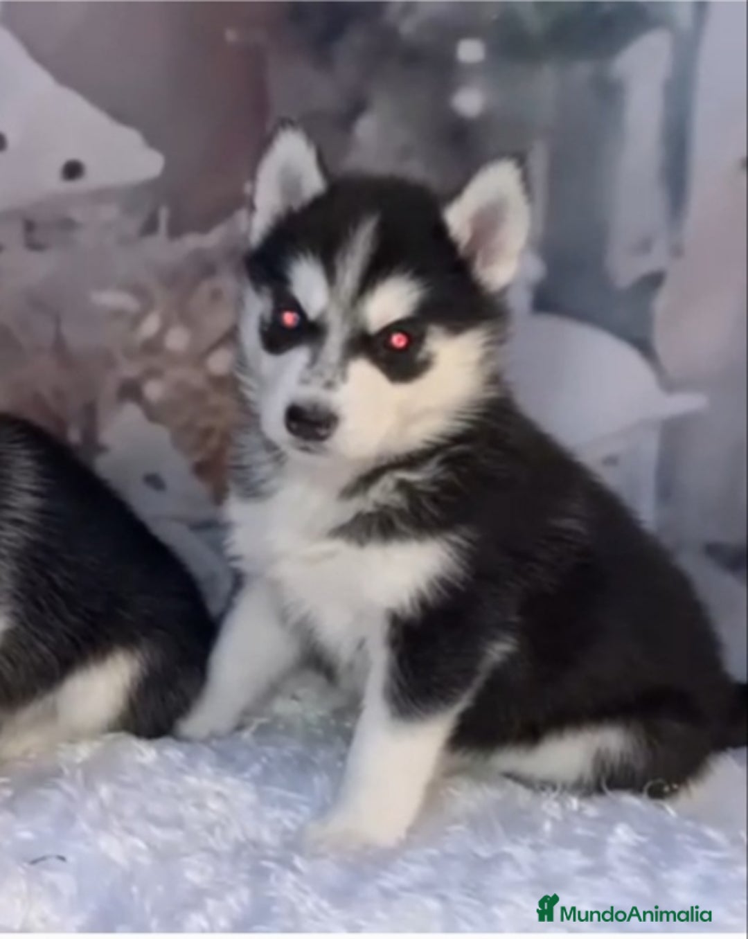 Husky Siberiano perros en venta: Cachorros husky siberianos  - Anuncio 4