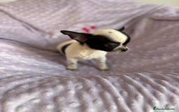 Chihuahua perros en venta: Chihuahua mini toy - Imagen 5