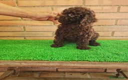 Caniche Enano perros en venta: Caniche - Imagen 4