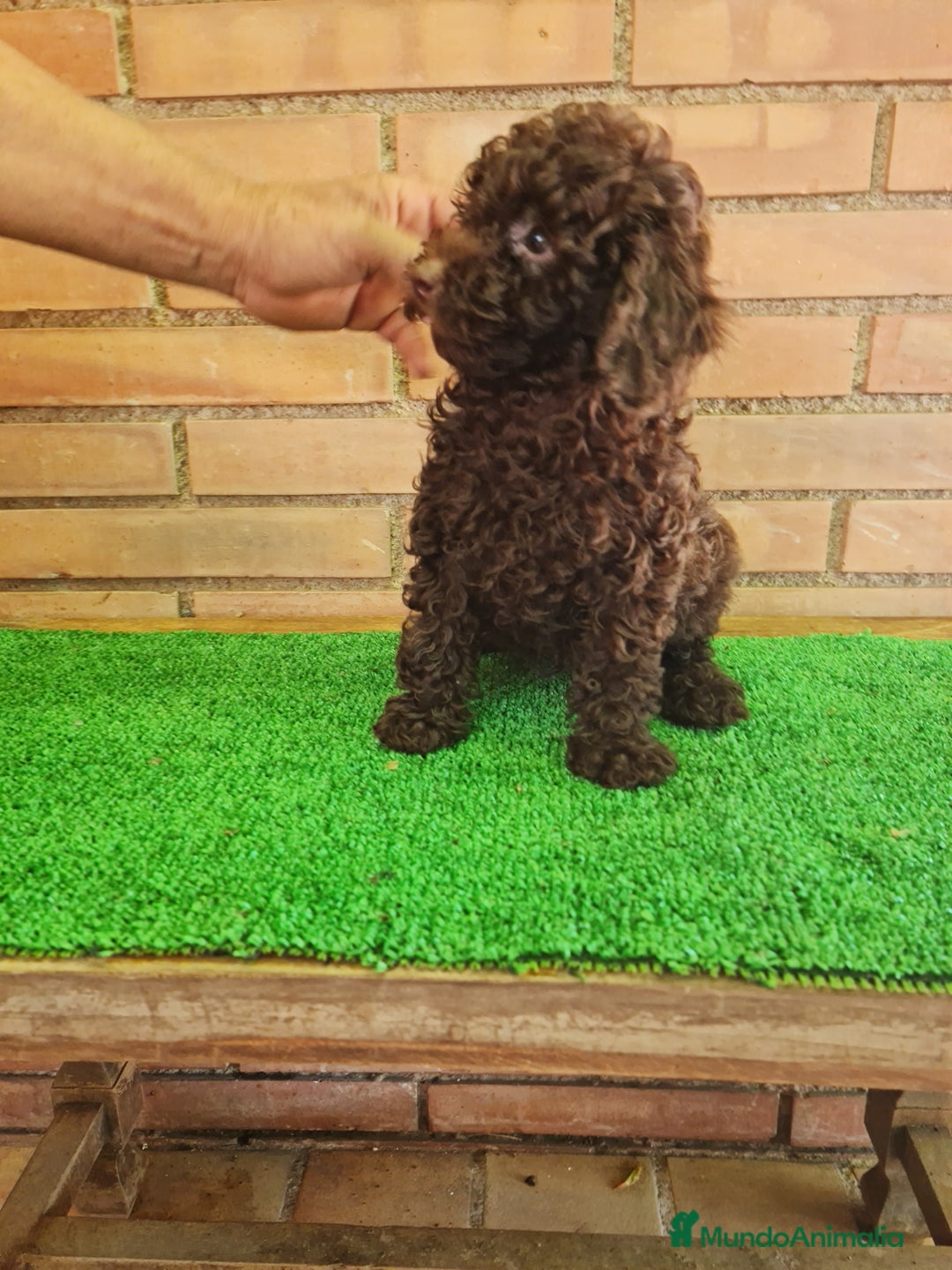 Caniche Enano perros en venta: Caniche - Imagen 4