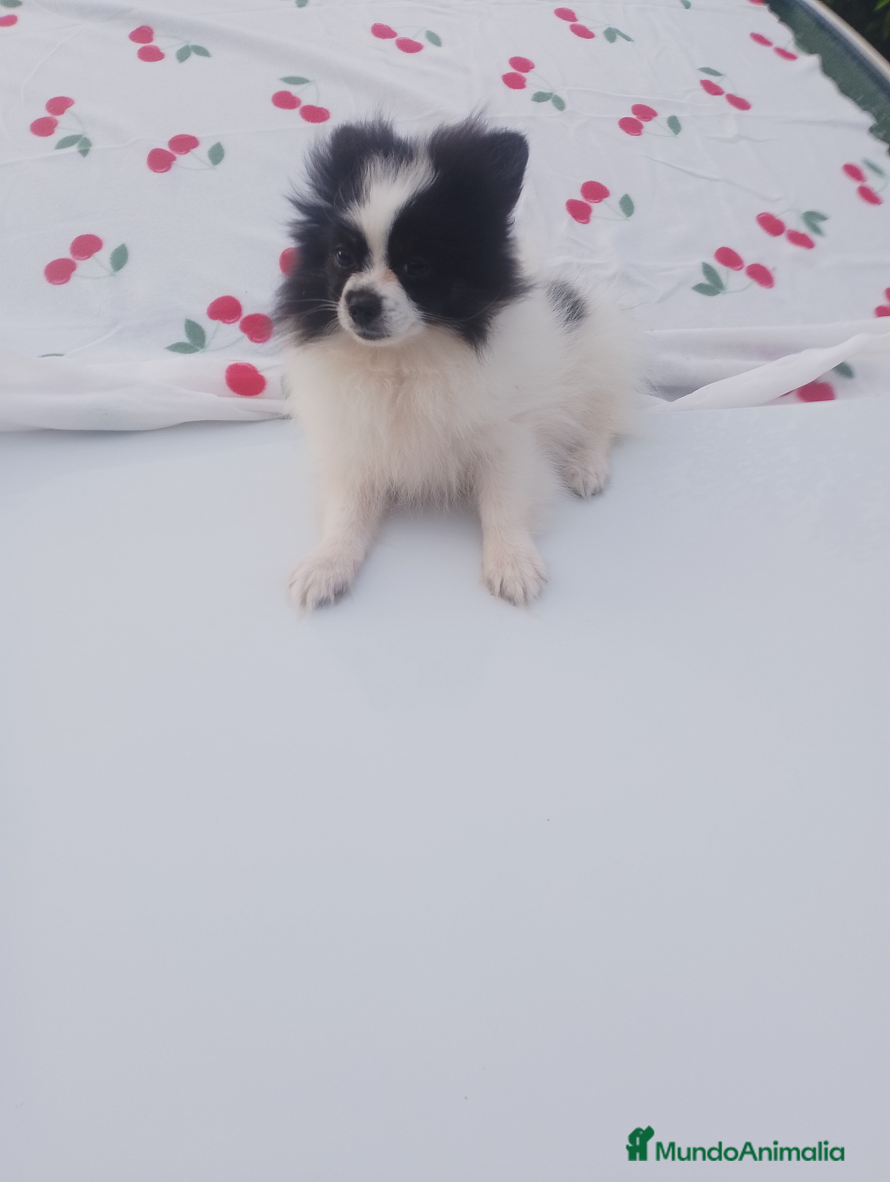 Pomerania perros Dos pomerania hembras - Anuncio 1