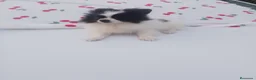 Pomerania perros en venta: Dos pomerania hembras - Anuncio 1