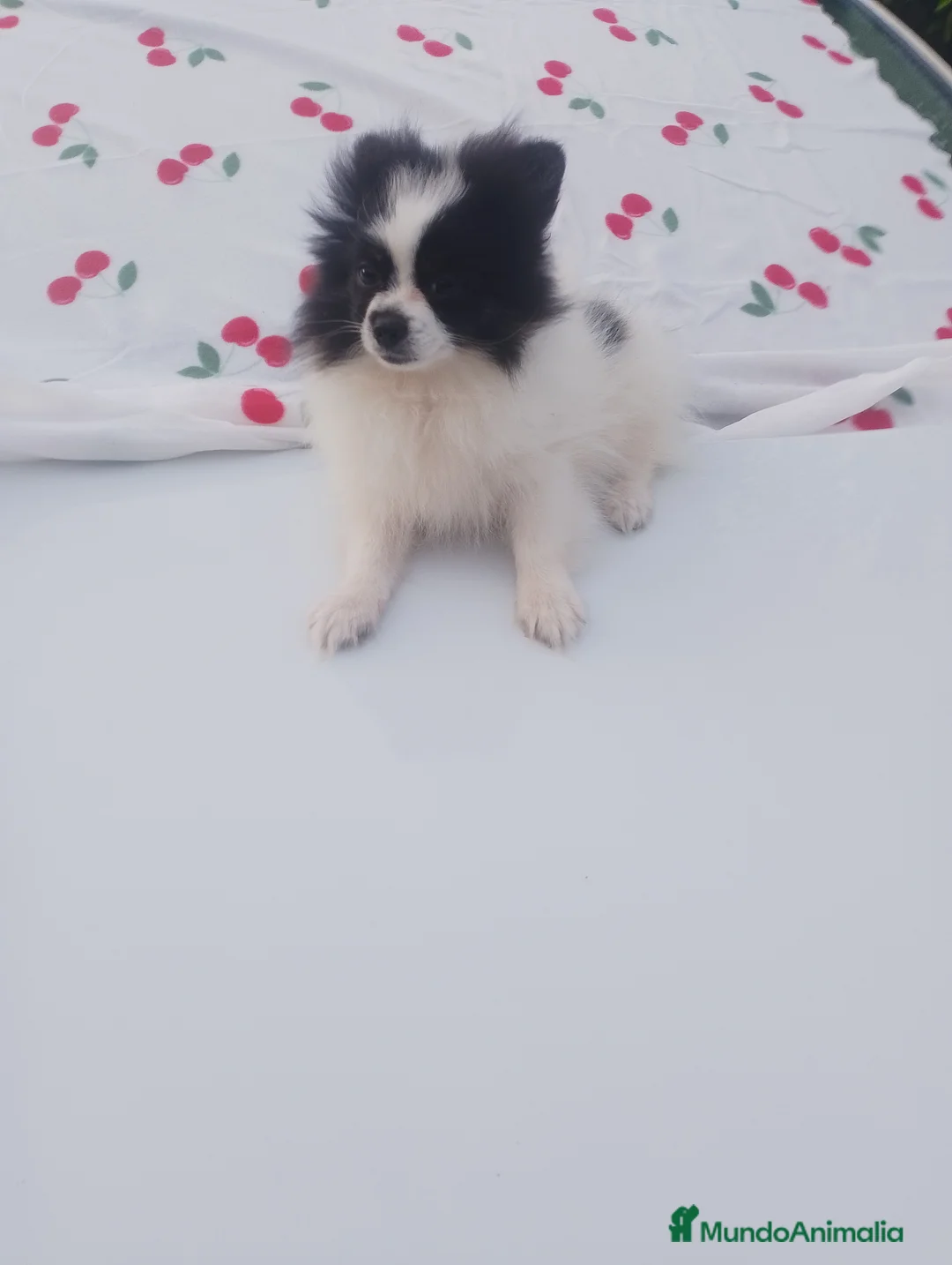 Pomerania perros en venta: Dos pomerania hembras - Anuncio 1