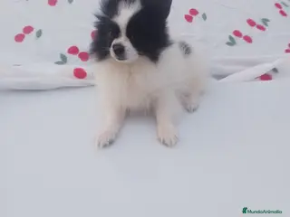 Pomerania perros Dos pomerania hembras - Anuncio 2