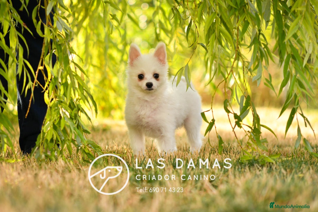 Pomerania perros en venta: Macho pomerania blanco - Imagen 3