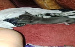 Chihuahua perros en venta: Chihuahua blue  - Imagen 1