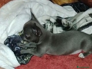 Chihuahua perros - Anuncio 1
