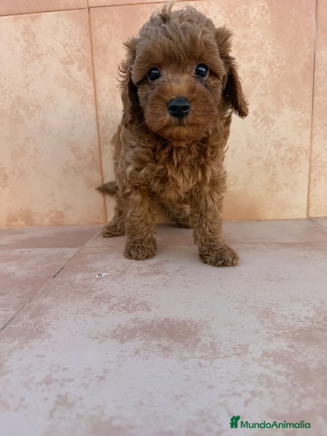 Caniche Toy perros en venta: Caniche toy - Anuncio 3