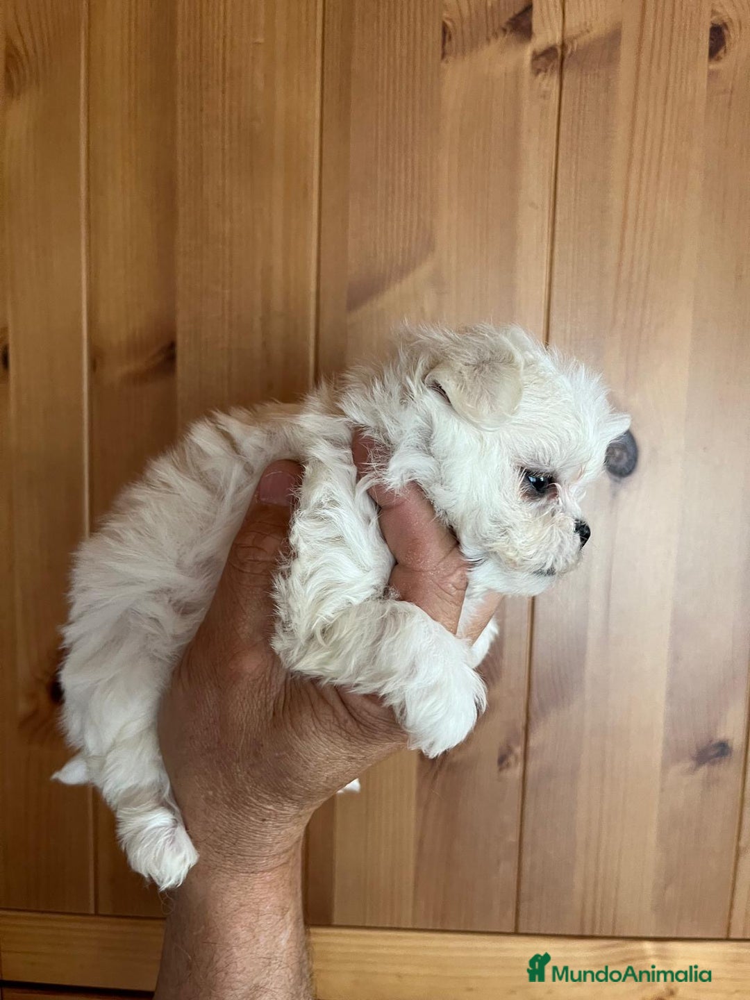 Bichón Maltés perros en venta: BICHÓN MALTÉS COREANO Mini - Anuncio 5