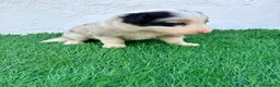 Border Collie perros en venta: Border Collie tricolor merle blue chocolate - Anuncio 3