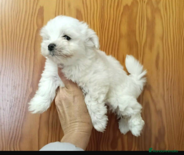 Bichón Maltés perros Bichón Maltés toy - Anuncio 2