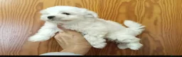 Bichón Maltés perros en venta: Bichón Maltés toy - Anuncio 2