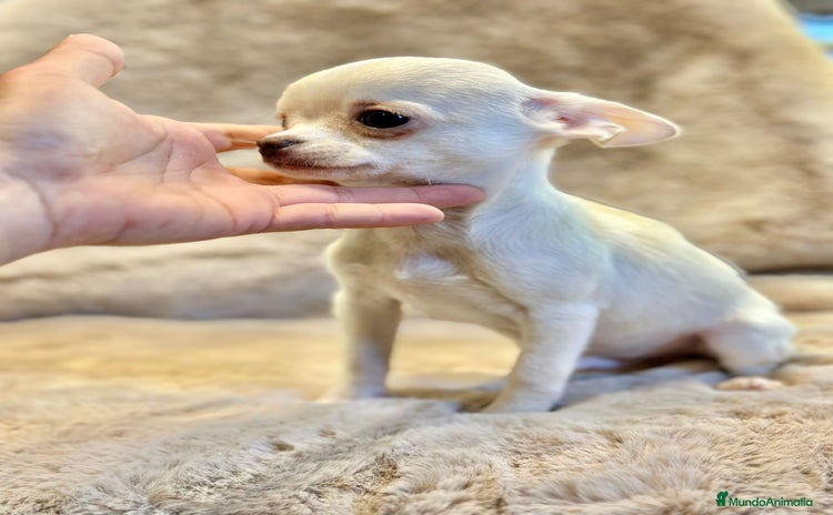 Chihuahua perros  Chihuahua Microtoy blanco  - Anuncio 1