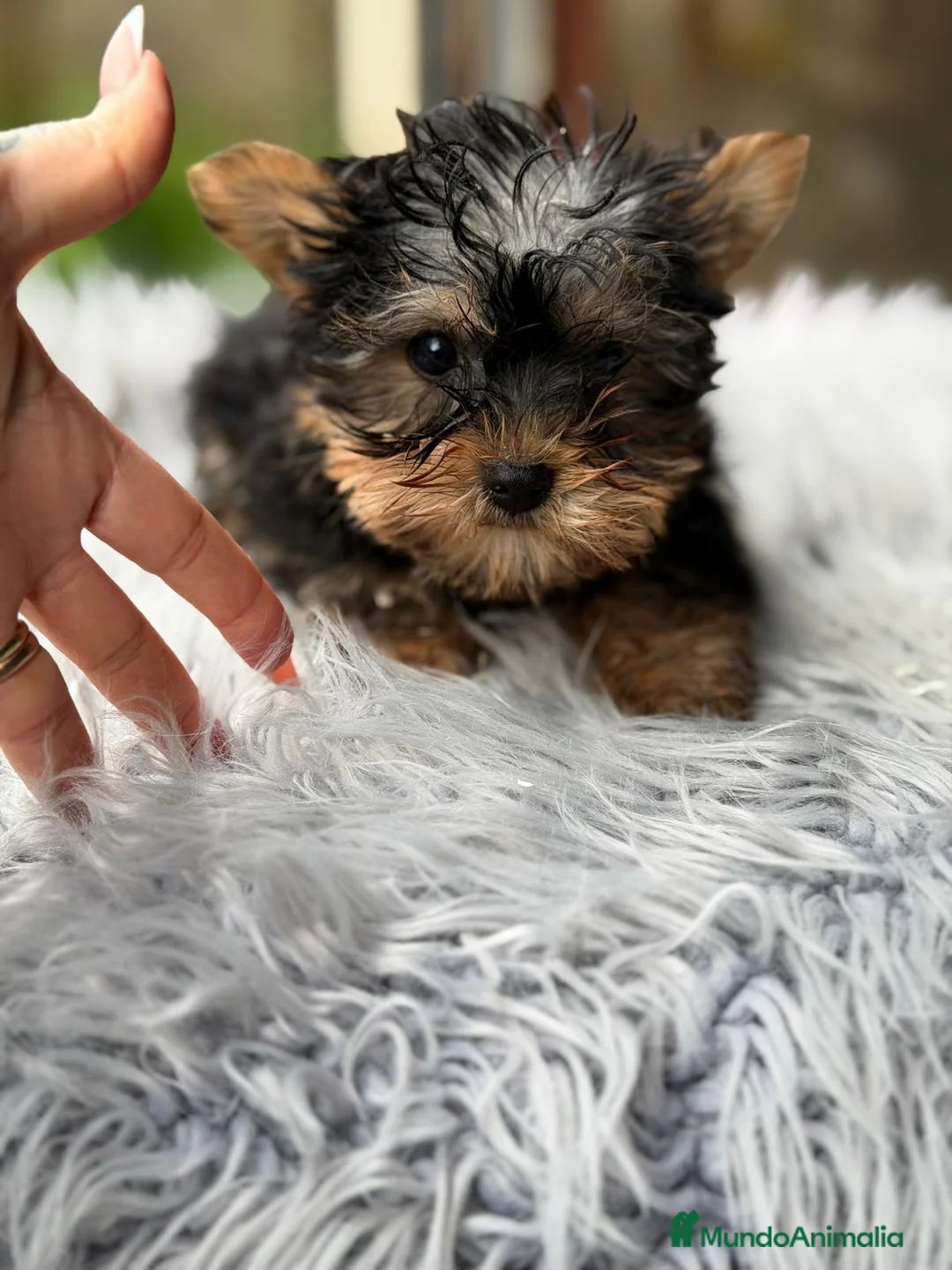 Yorkshire Terrier perros en venta: YORKY TOY DISPONIBLE - Anuncio 2