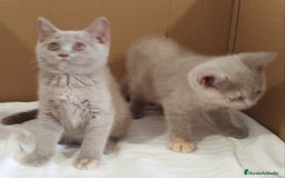 Británico de Pelo Corto gatos en venta: British Shorthair última hembra  - Imagen 19