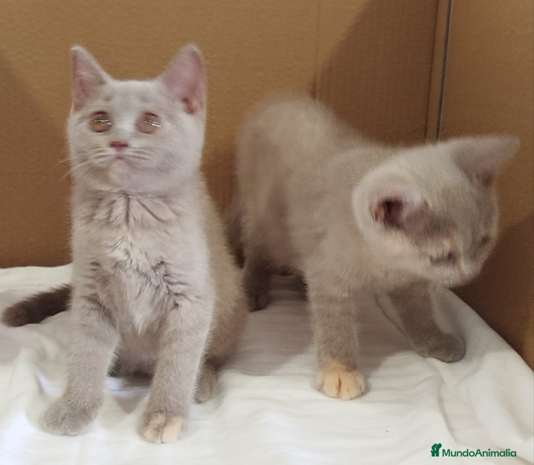 Británico de Pelo Corto gatos en venta: British Shorthair última hembra  - Imagen 19