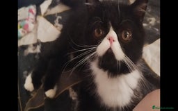 Exótico de Pelo Corto gatos en venta: Gatito Macho Exotico Pura Raza - Imagen 1