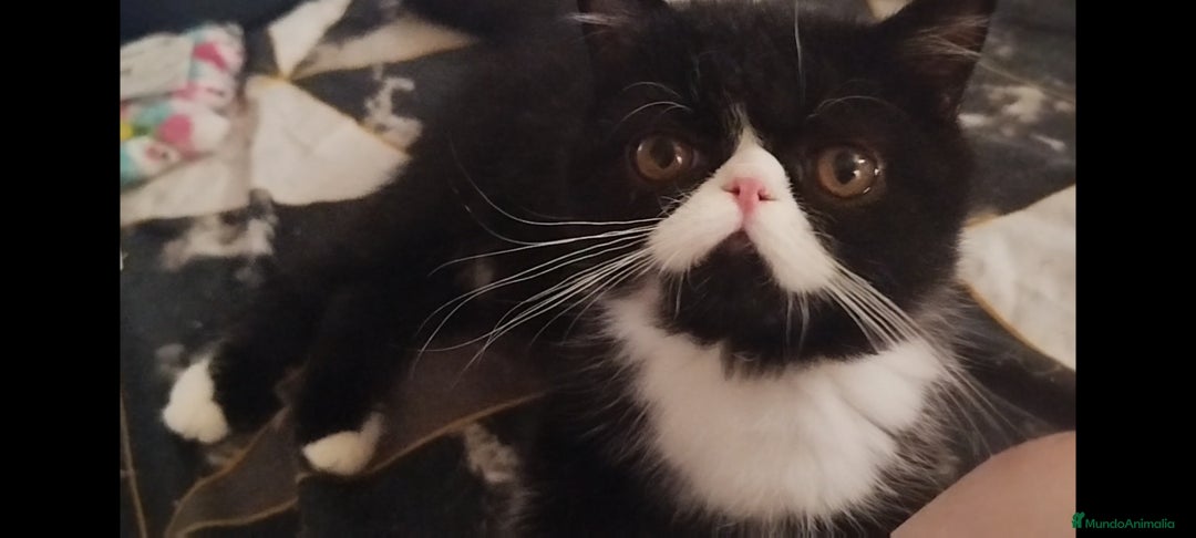 Exótico de Pelo Corto gatos en venta: Gatito Macho Exotico Pura Raza - Imagen 1