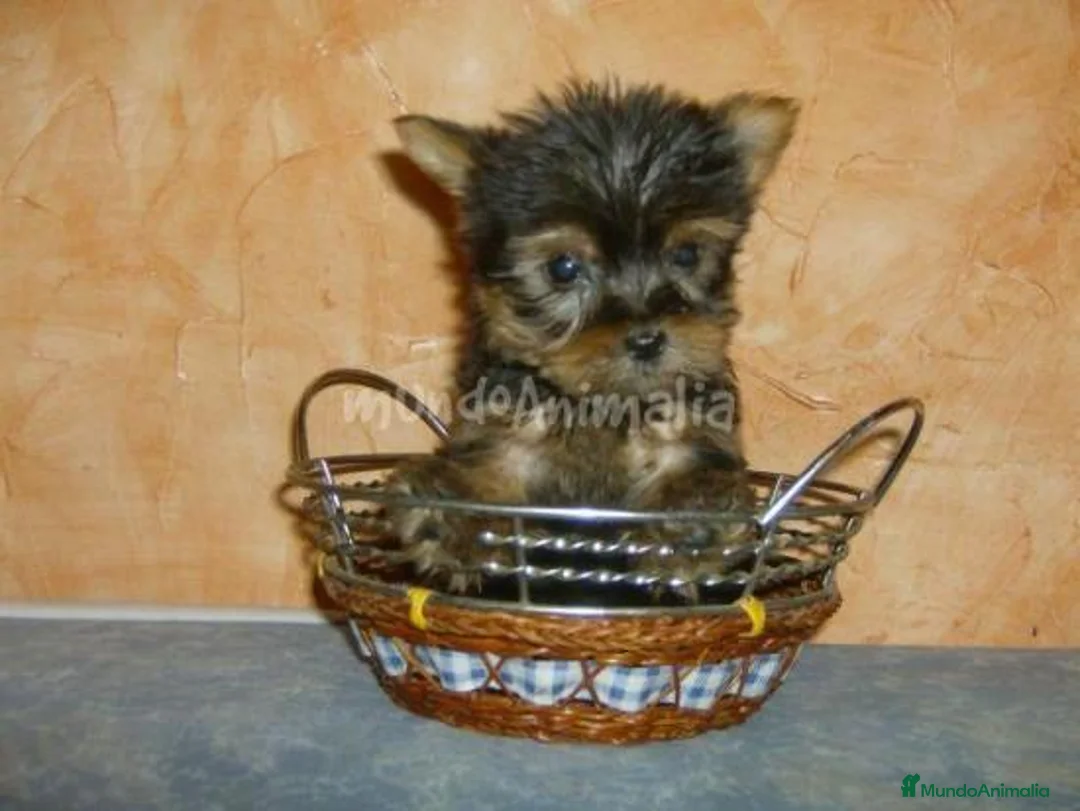 Imagen de galería {{count}}