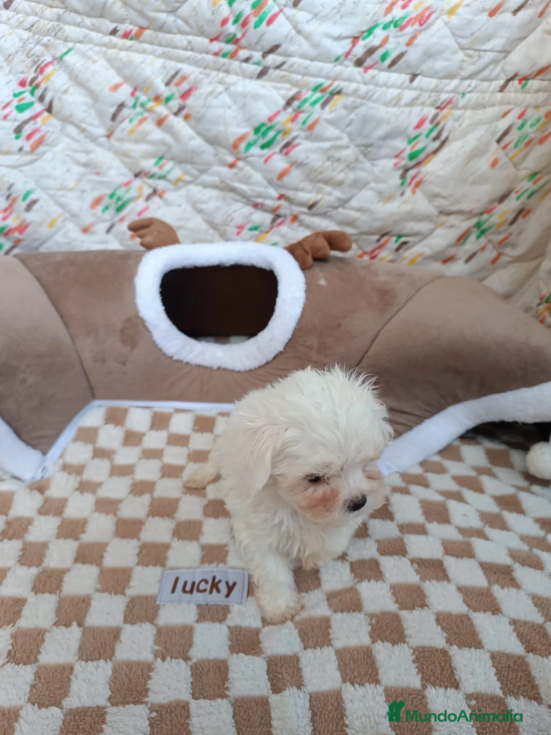 Bichón Maltés perros en venta: BICHÓN MALTES MACHITO - Anuncio 3