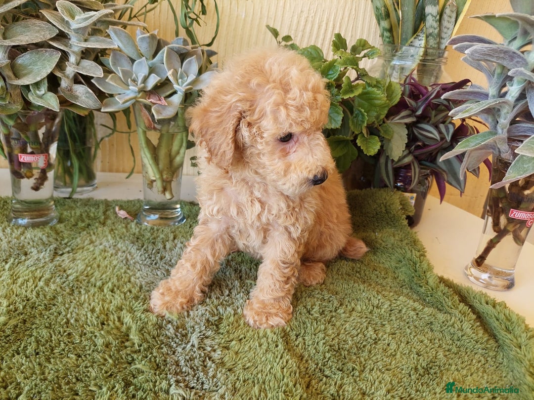 Caniche Toy perros en venta: CANICHE CALIDAD Y SELECCIÓN  - Imagen 5