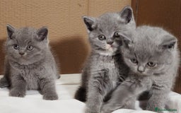 Británico de Pelo Corto gatos en venta: British Shorthair  - Anuncio 12