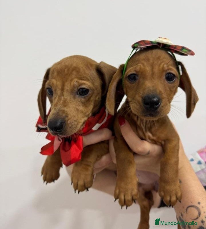 Teckel perros Cachorrita teckel rojo arlequín  - Anuncio 3