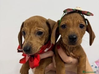 Teckel perros Cachorrita teckel rojo arlequín - Anuncio 2